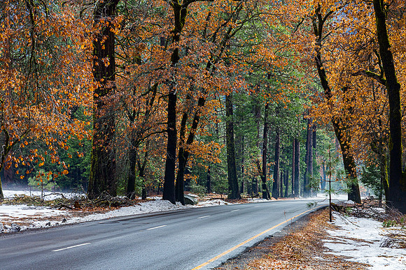 Fall & winter colors on Nothside Drive, Yosemite