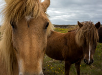 Icelandic Horses