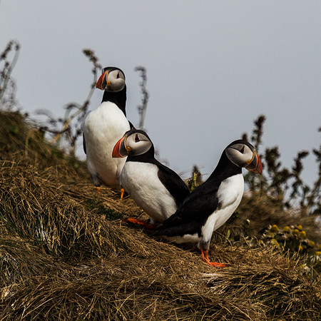 Atlantic Puffins