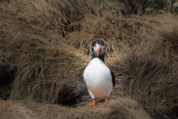 Atlantic Puffins