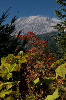 Mt. St. Helens from the East side