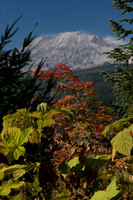 Mt. St. Helens from the East side