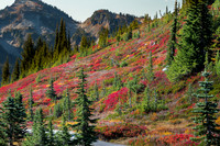 Fall Color on hillside #1