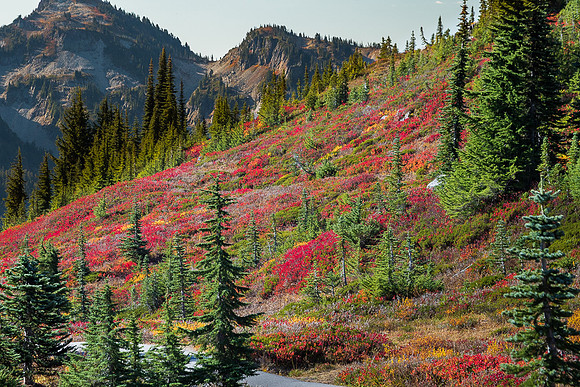 Fall Color on hillside #1