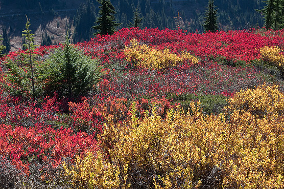 Fall Color on hillside #3