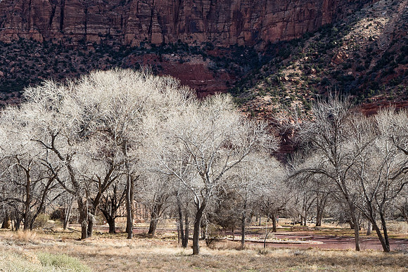 Winter trees in Zion NP #1