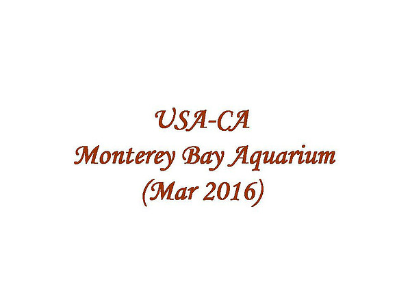USA-CA - Monterey Bay Aquarium (2016-03)