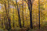 Yellow Fall forest, Jacques-Cartier National Park