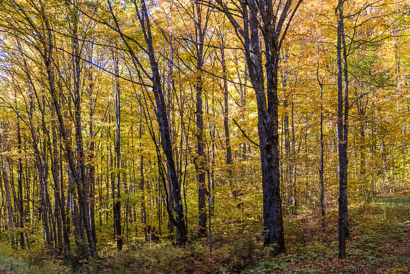 Yellow Fall forest, Jacques-Cartier National Park