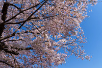 Cherry Blossoms, Fujimori Park - 1