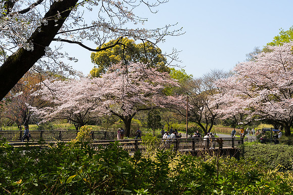 Showa Memorial Park