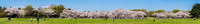 Field and Cherry tree grove in bloom