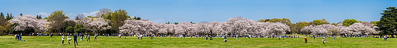 Field and Cherry tree grove in bloom