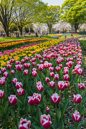Tulips, Showa Memorial Park -1