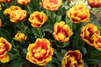Tulips, Showa Memorial Park -3