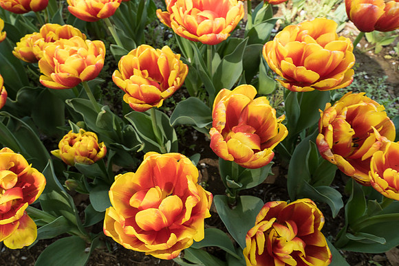 Tulips, Showa Memorial Park -3