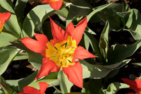 Tulips, Showa Memorial Park -6