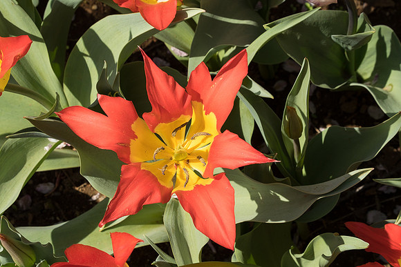 Tulips, Showa Memorial Park -6