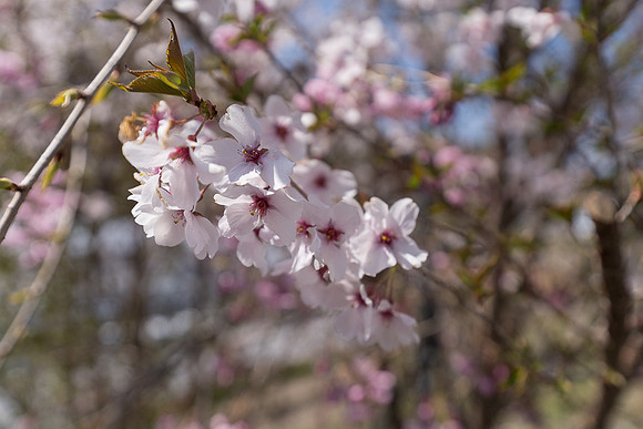 Cherry Blossums, Japan - 2