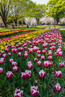 Tulips, Showa Memorial Park -1