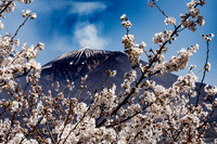 Mt. Asmama and Cherry Blossoms