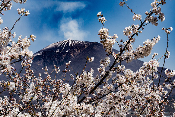 Mt. Asmama and Cherry Blossoms