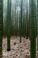 Arashiyama Bamboo Grove
