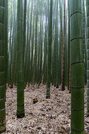 Arashiyama Bamboo Grove