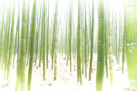 Arashiyama Bamboo Grove