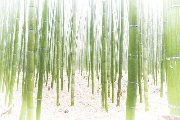 Arashiyama Bamboo Grove