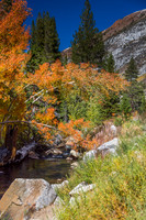 Esastern Sierra Fall color #03
