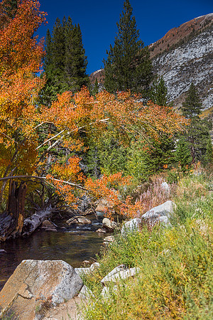 Esastern Sierra Fall color #03