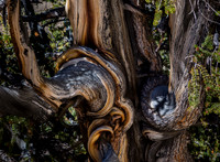 Corkscrew Bristlecone