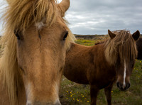 Icelandic Horses