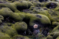 Moss Covered Iceland Lava Field