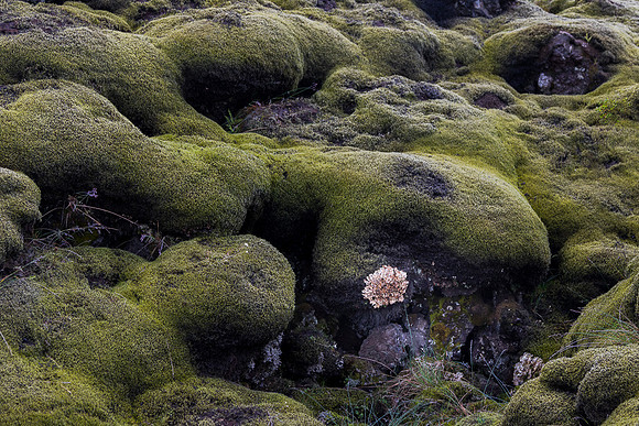 Moss Covered Iceland Lava Field