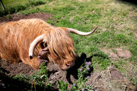 Highland cow (Heilan coo).  Highland Folk Museum, Newtonmore, Scotland