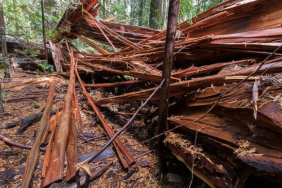 Splintered Windfall Redwood