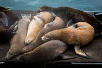 Sea Lions in Newport