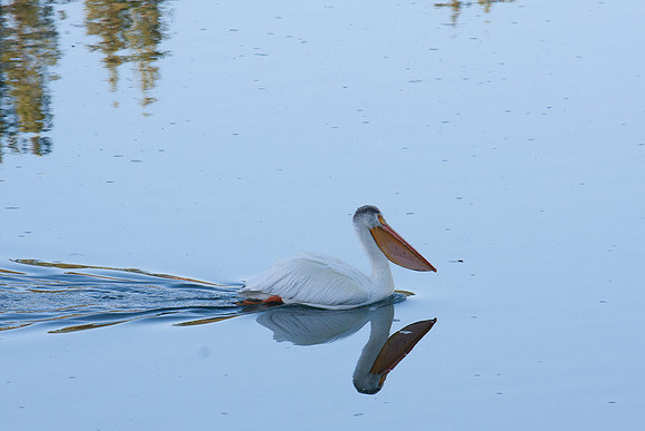 Pelican at Oxbow