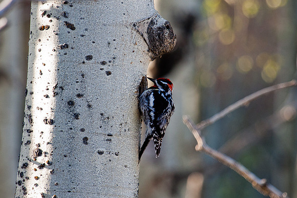 Woodpecker at Teton