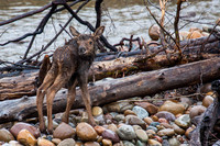 Stranded on island, Moose calf looking for mom