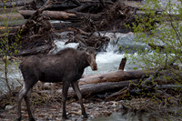 Moose