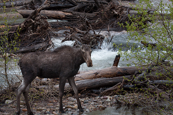 Moose