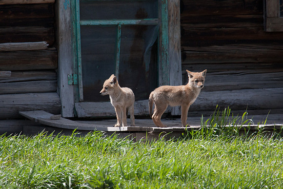 Coyote Pups, Teton NP