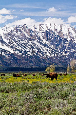 Bison and the Tetons