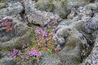 Moss covered Lava with lettle pink flowers