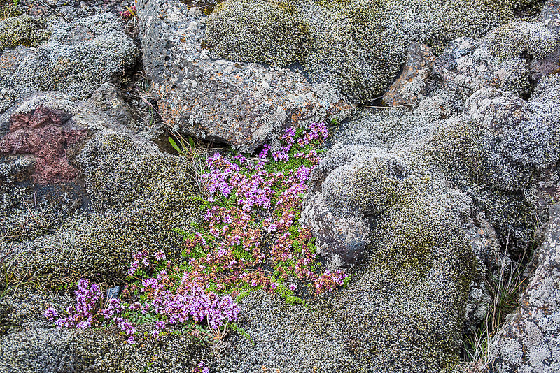 Moss covered Lava with lettle pink flowers