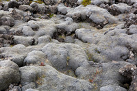 Grey moss covered lava