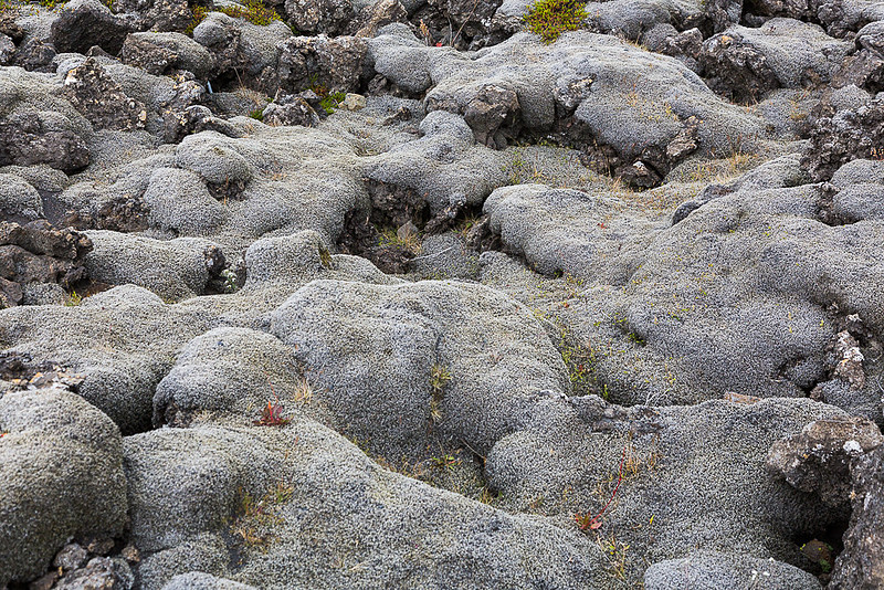 Grey moss covered lava